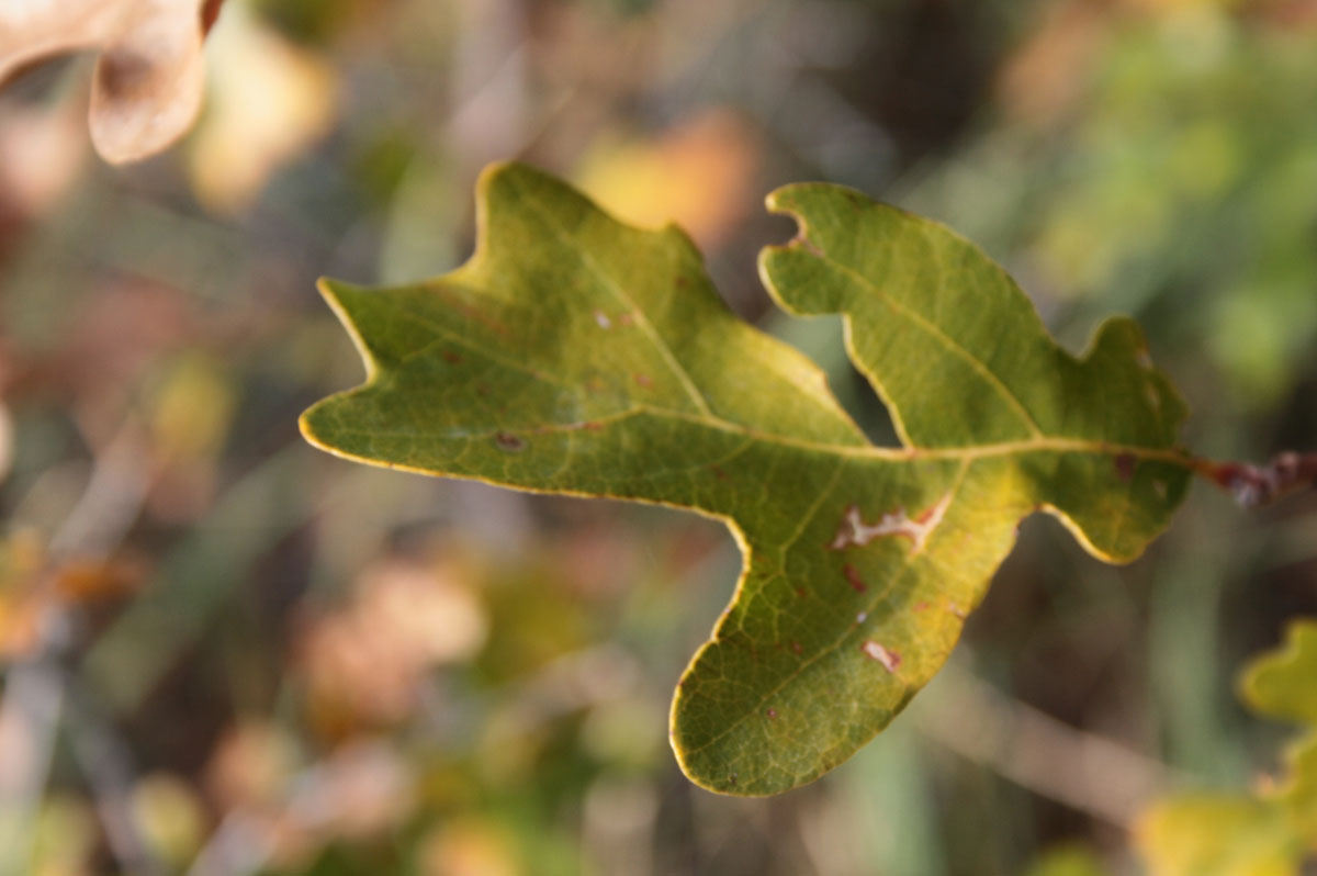 Leaves
